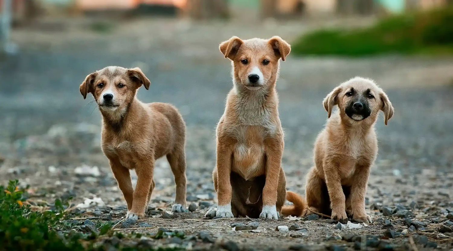 three dogs looking longingly for a forever home