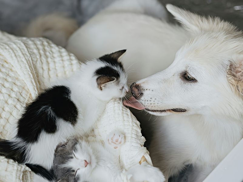 Kitten nose to nose with a friendly dog