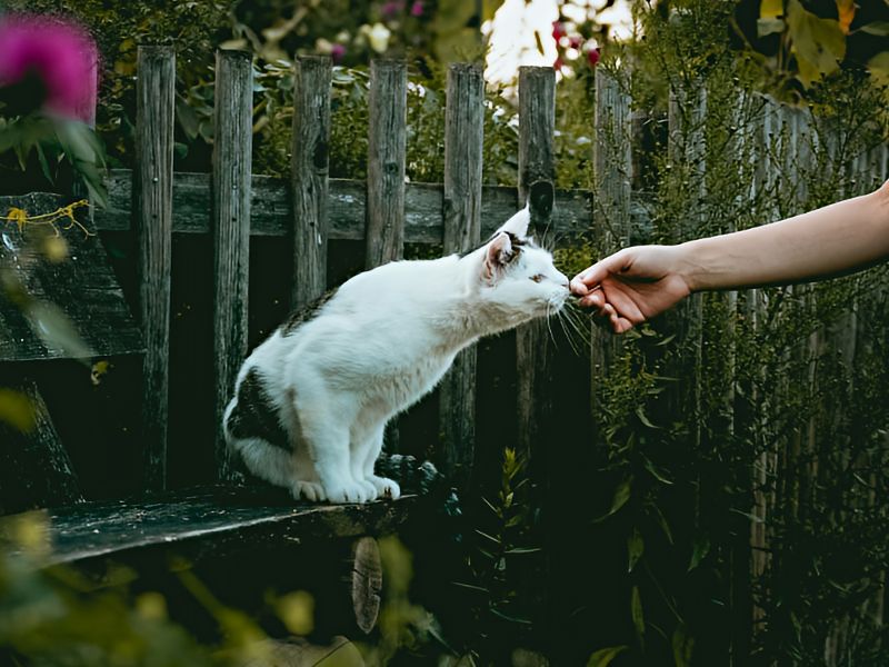 Cat car fully nosing an outreached hand