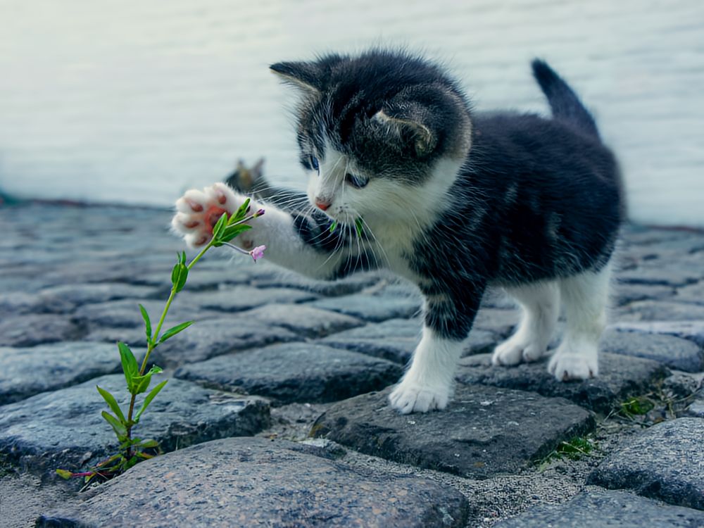 Small kitten patting a flowering weed that has spouted between the cobble stones.