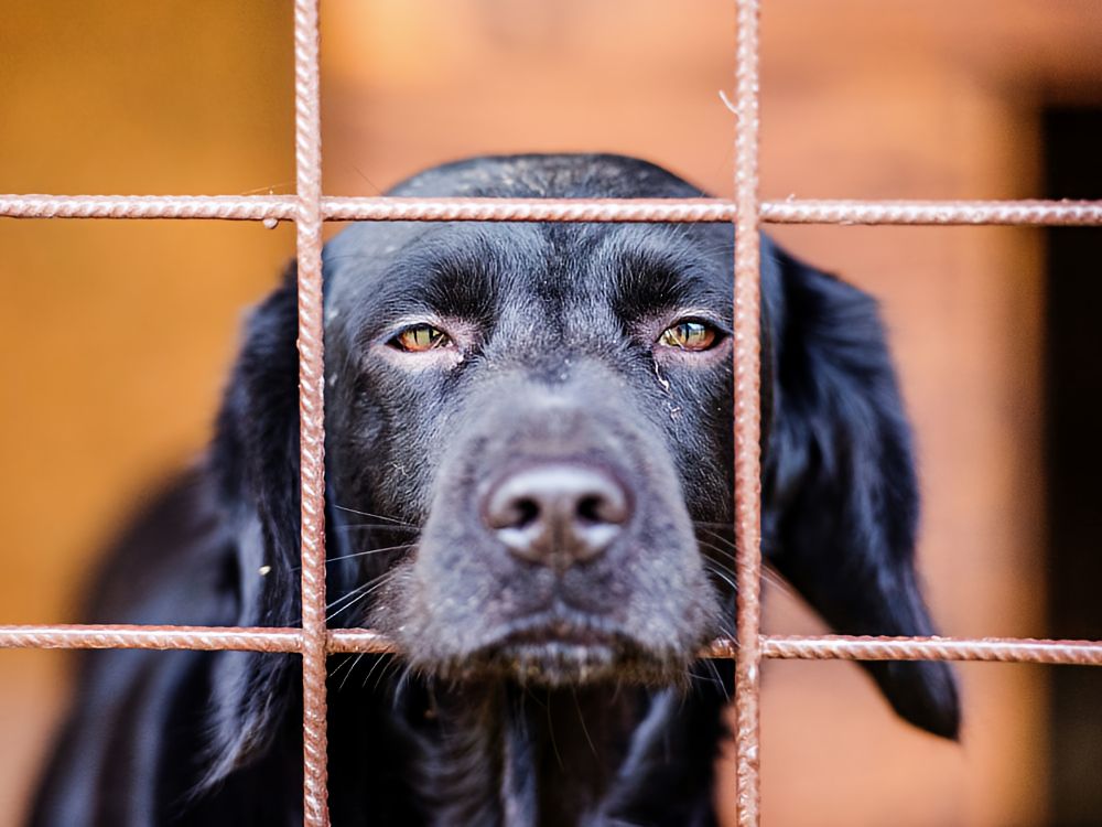 stray dog behind bars