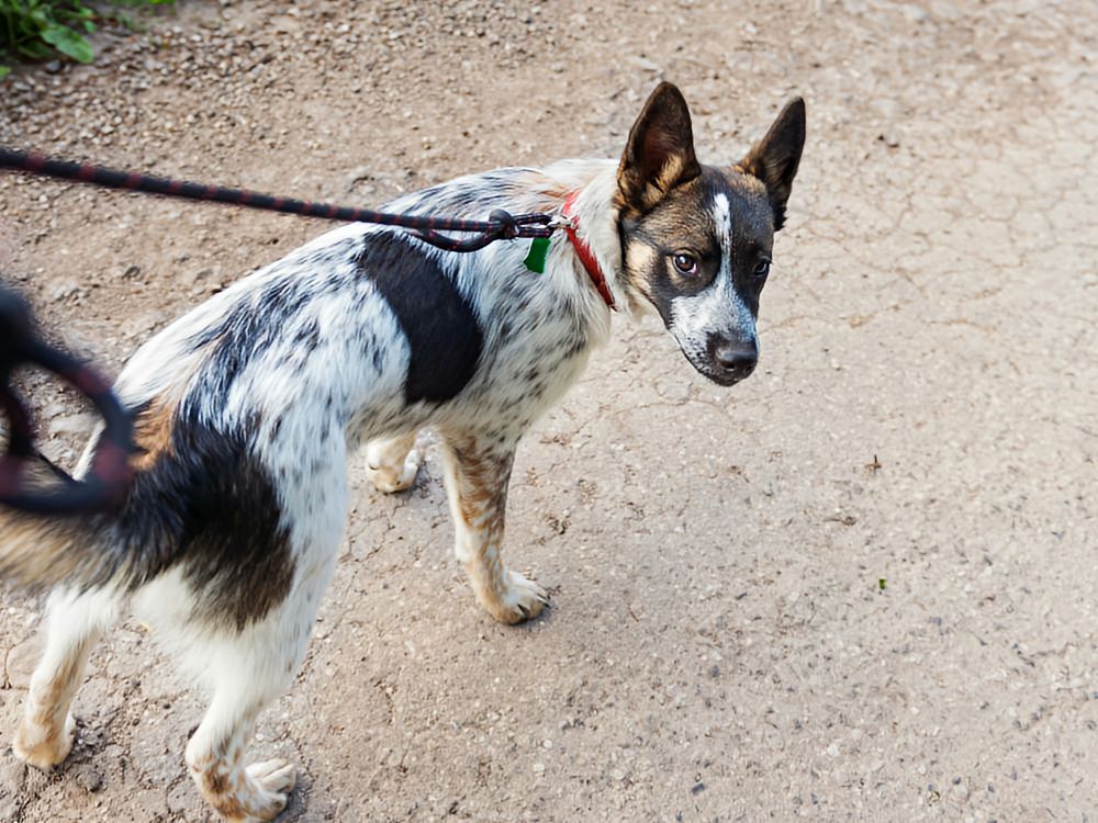 dog on a leash