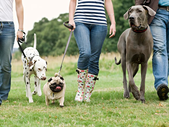 A group of people walking their dogs