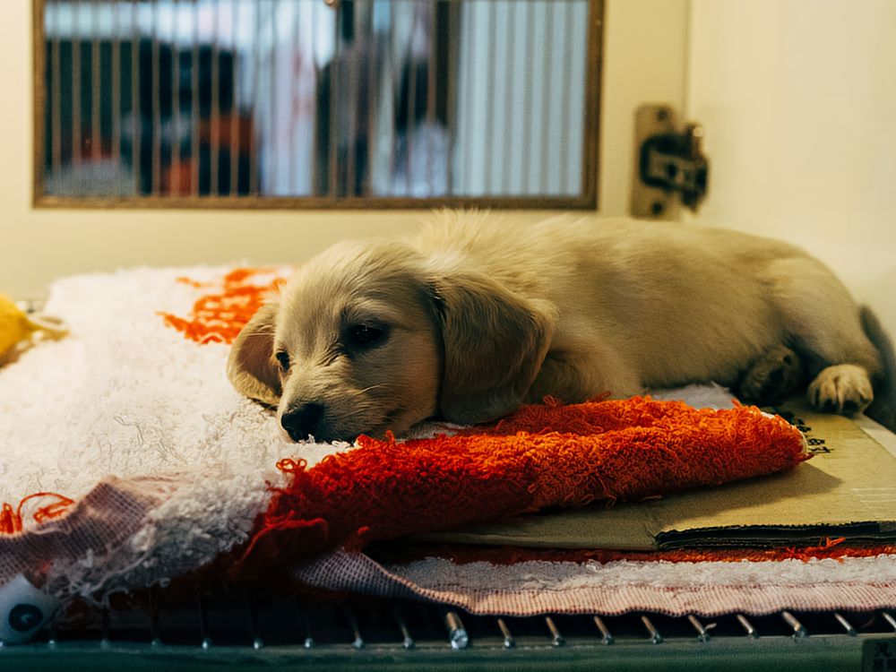 puppy in a dog shelter