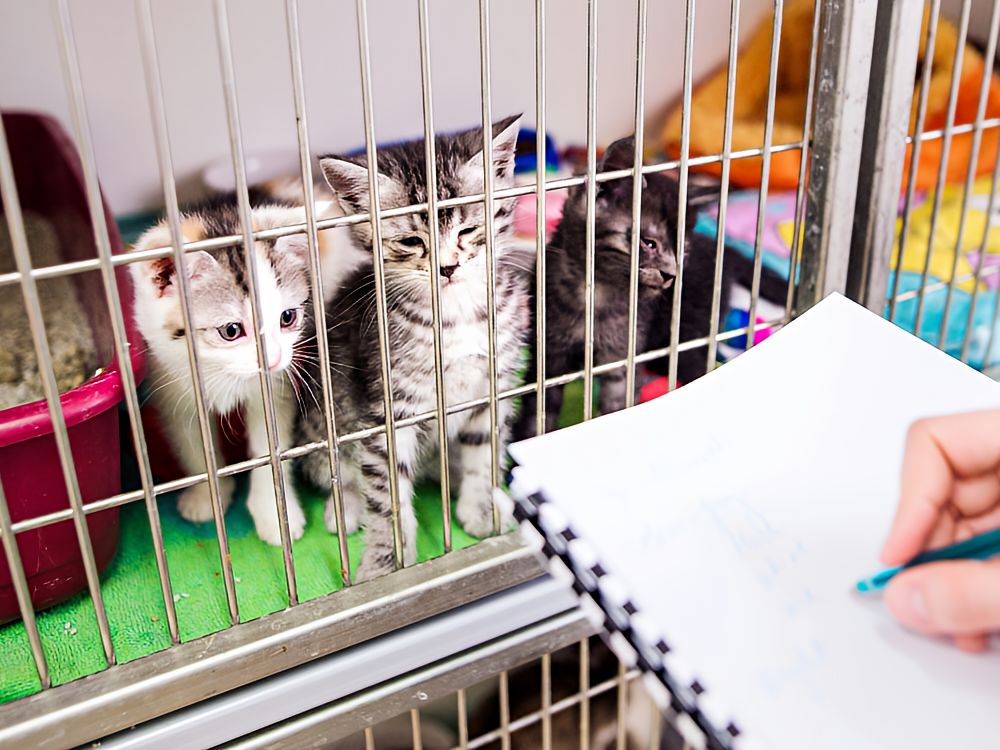 kittens in an animal shelter.