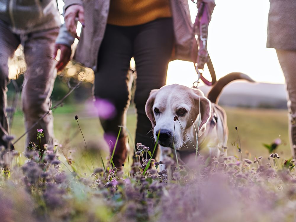 a couple of people walking a small dog in a field