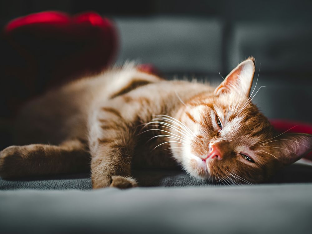 Sleepy-eyed cat napping, gazing directly at the camera, looking very comfortable.