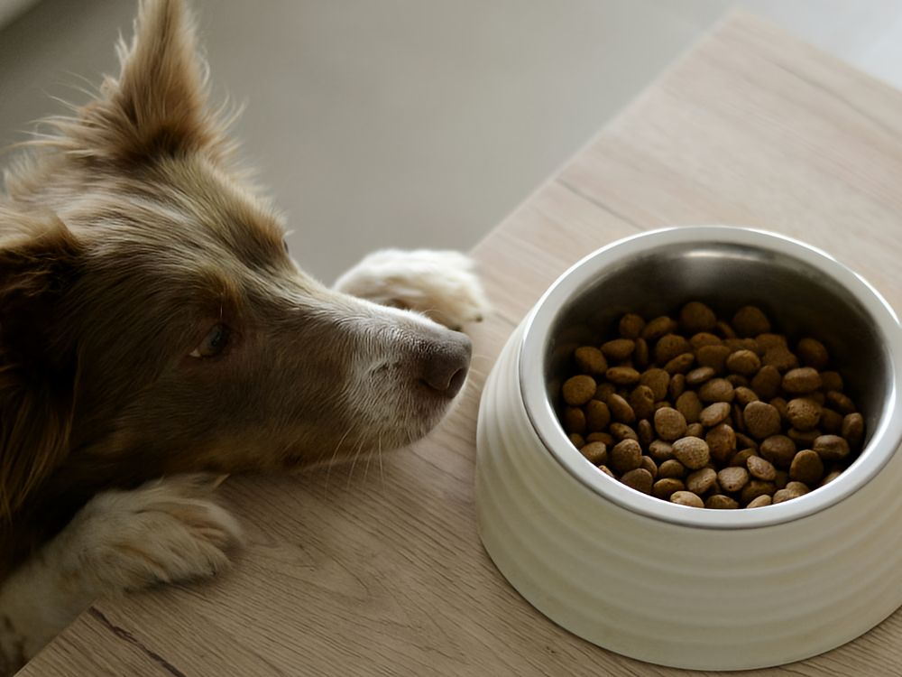 Dog with paws on a counter looking longingly at a bowl of food