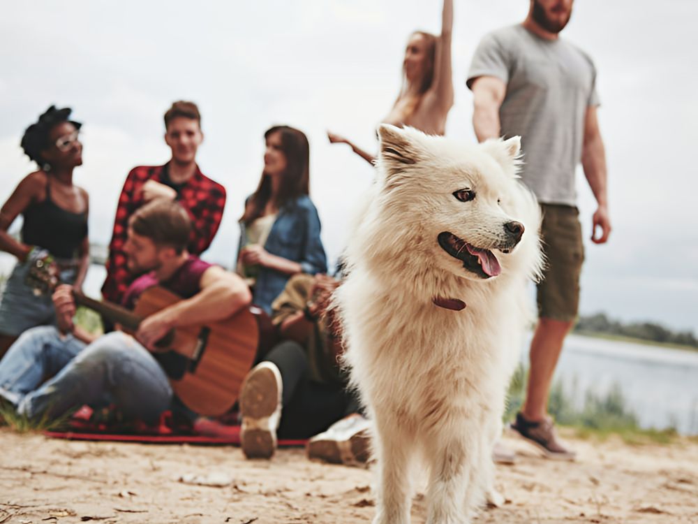 White dog on the bank of a river in front of a group of young people