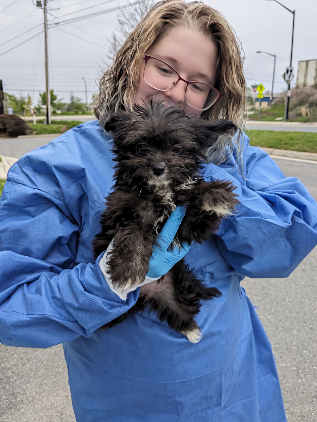 Pixie, the mighty little terrier mix when she was first brought to the shelter