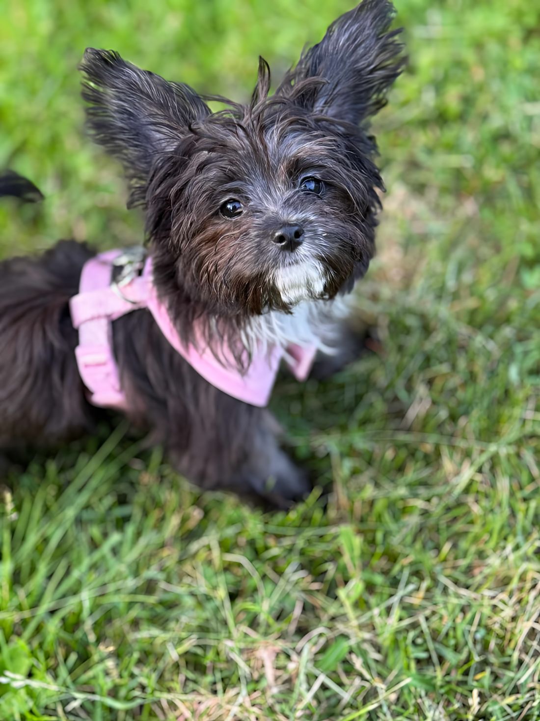 Pixie, the mighty little terrier mix.