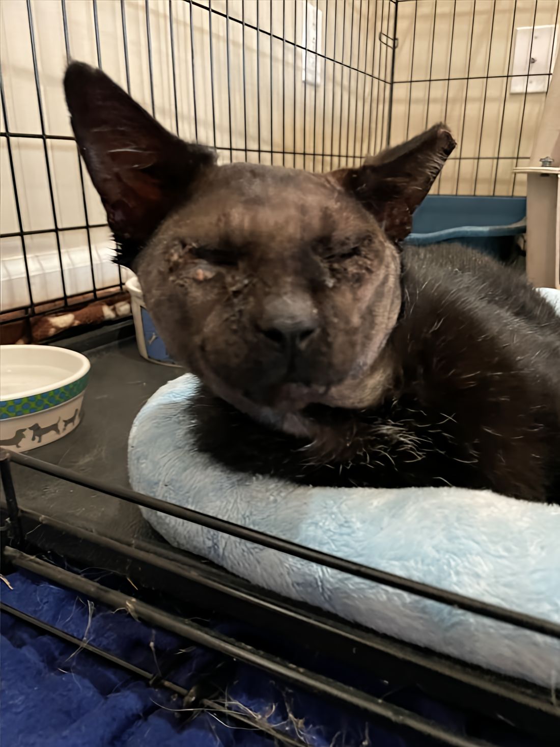 Snoopy, a blind, black kitty resting in a crate, when he first arrived at SPCA.