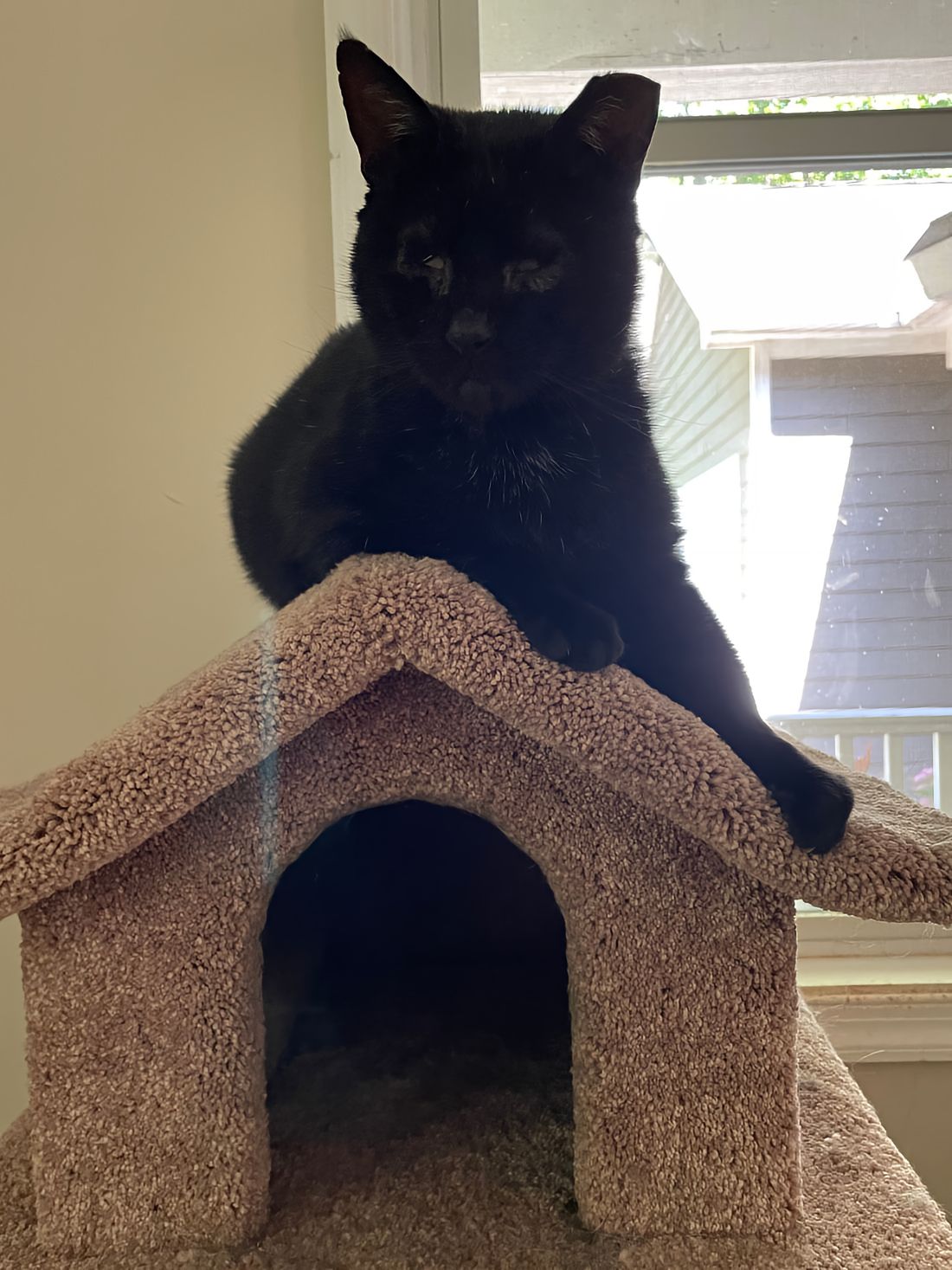 Snoopy, a blind, black kitty saved by the Help to Heal program resting in his new forever home