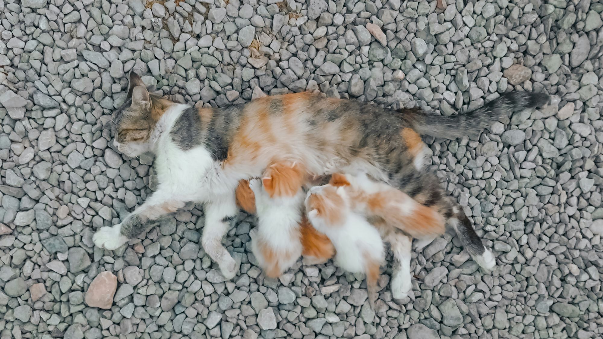 Cat laying on the gravel nursing 4 kittens