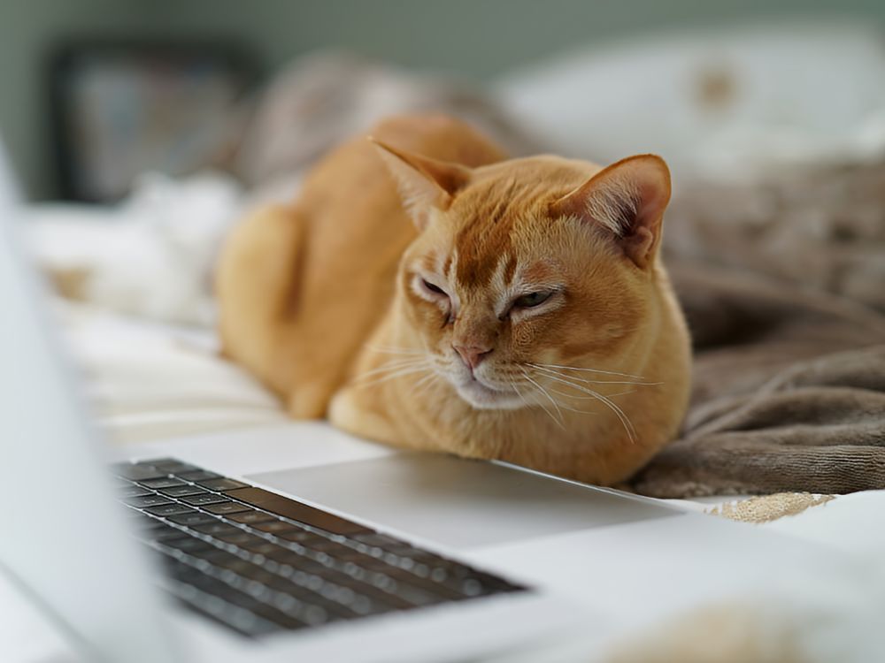 cat laying on a bed staring at a laptop screen