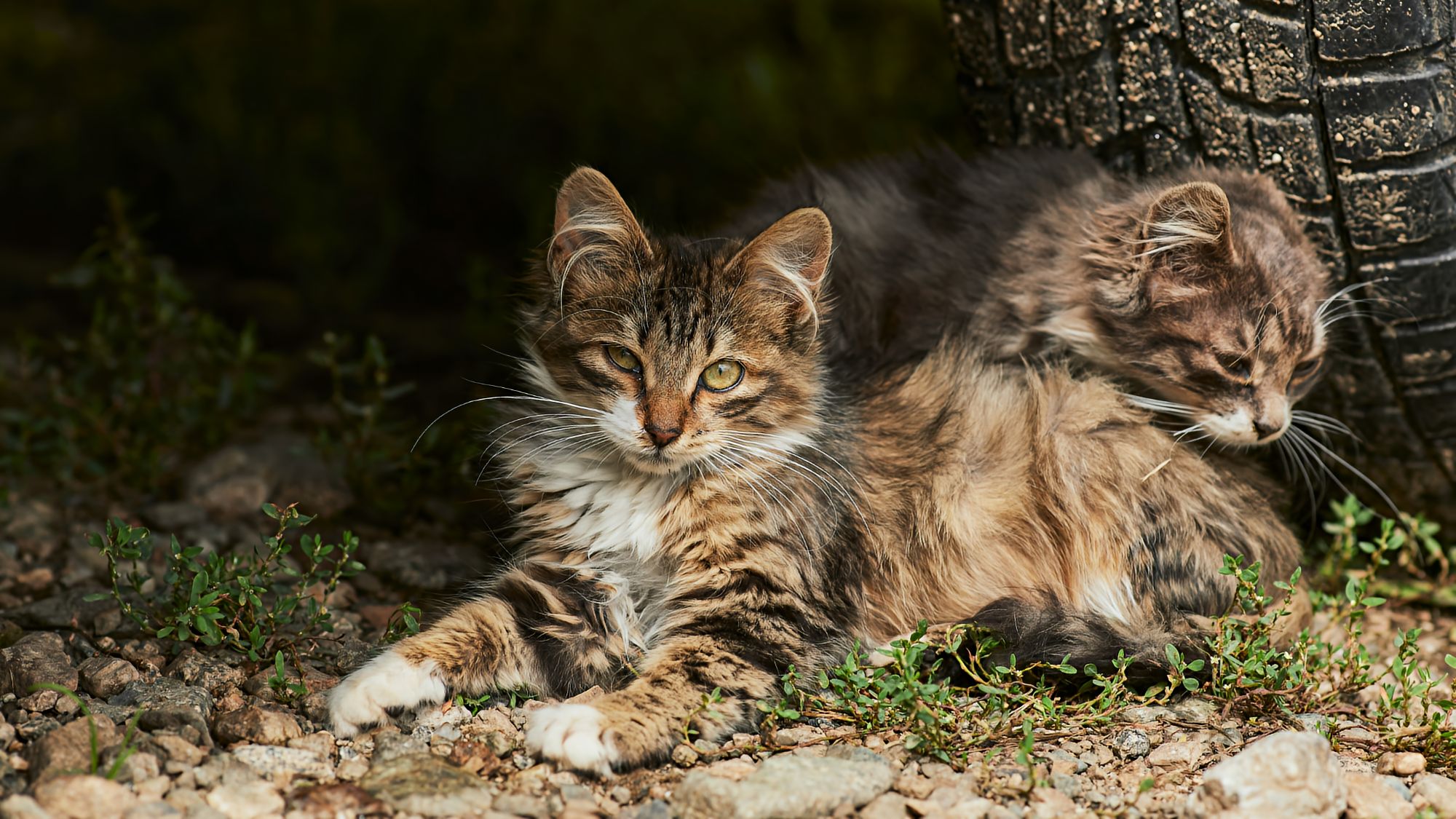 Cat laying on the ground looking at the camera under a vehicle with another cat right behind him