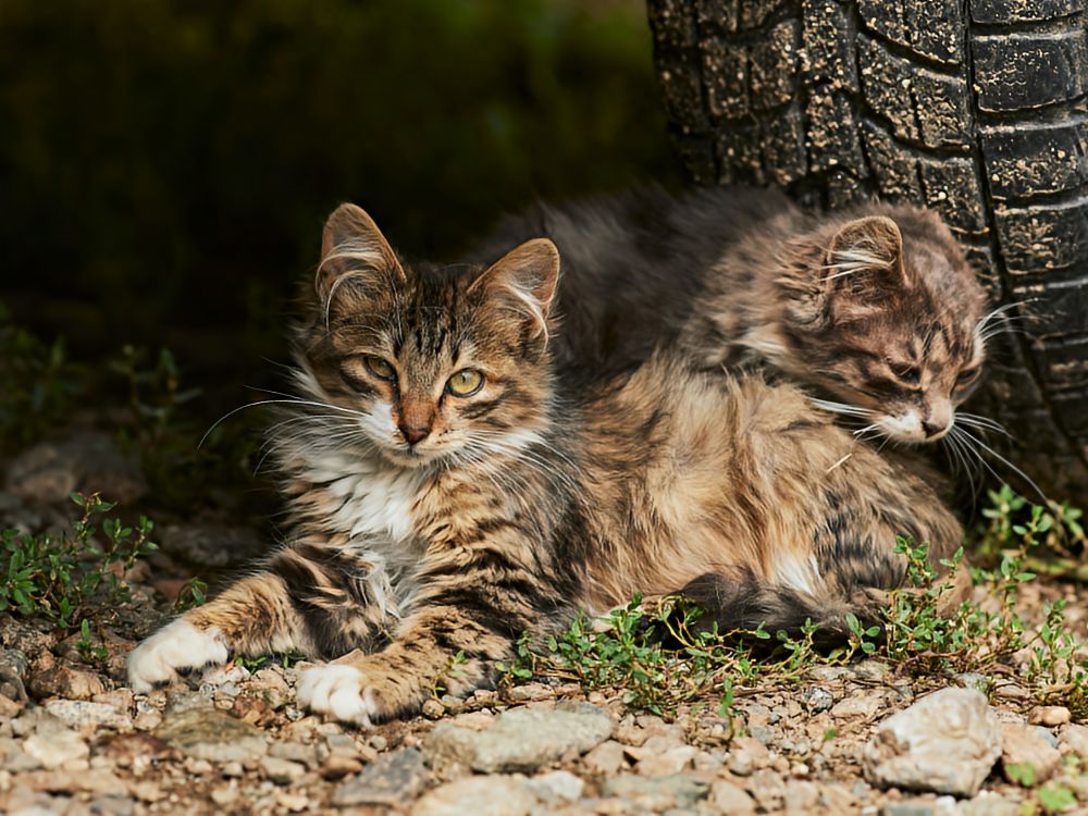 Cat laying on the ground looking at the camera under a vehicle with another cat right behind him