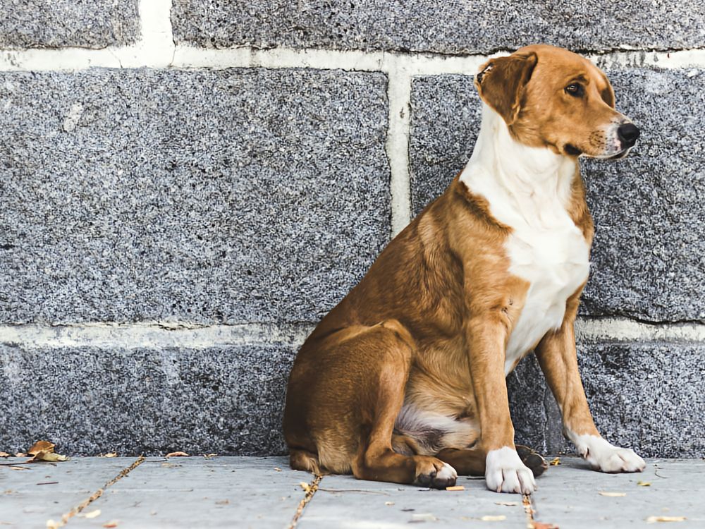 lost looking dog sitting on the sidewalk