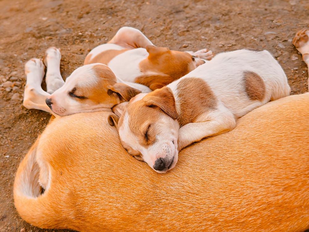 3 Puppies sleeping on their mother