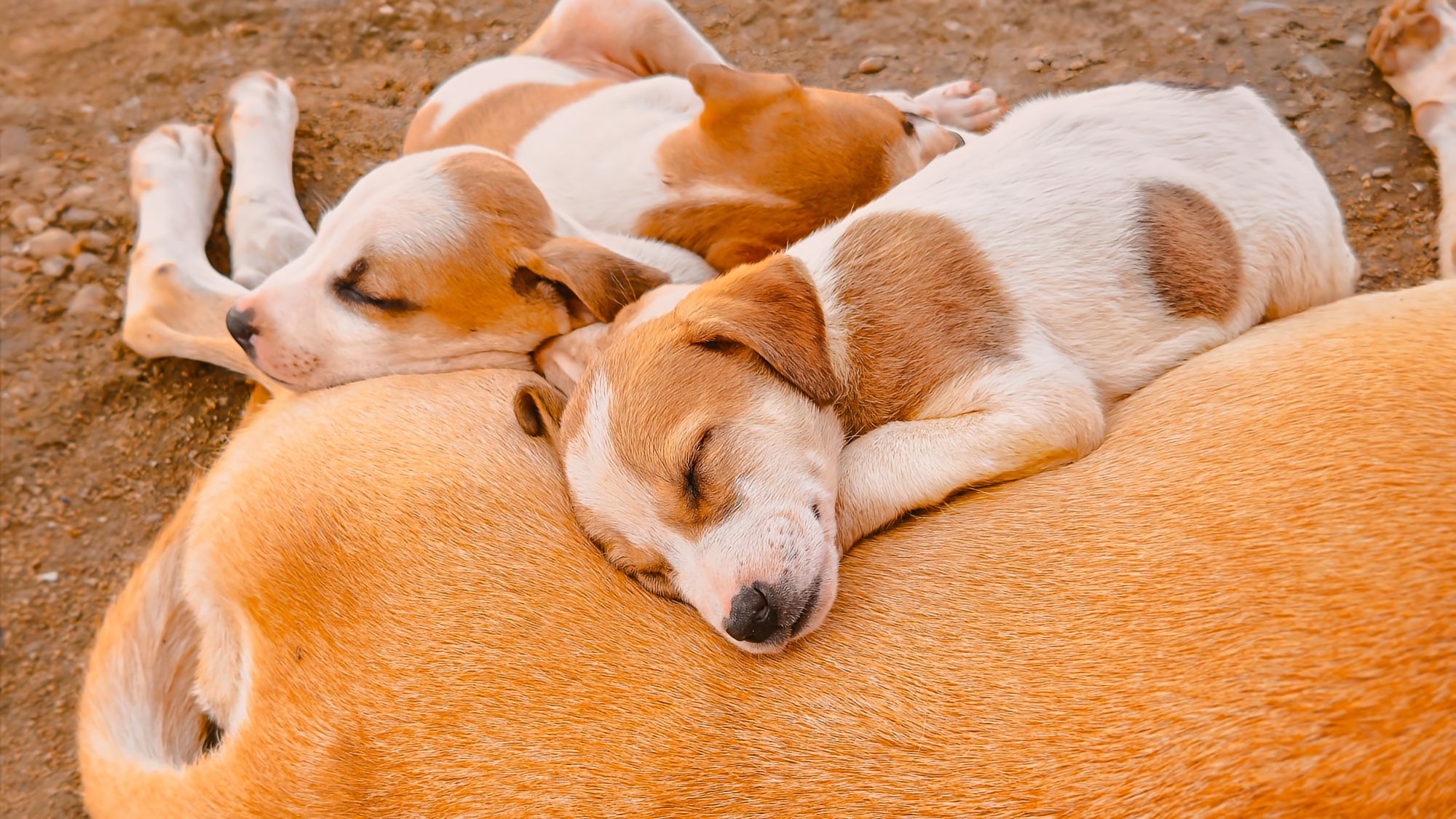 3 Puppies sleeping on their mother