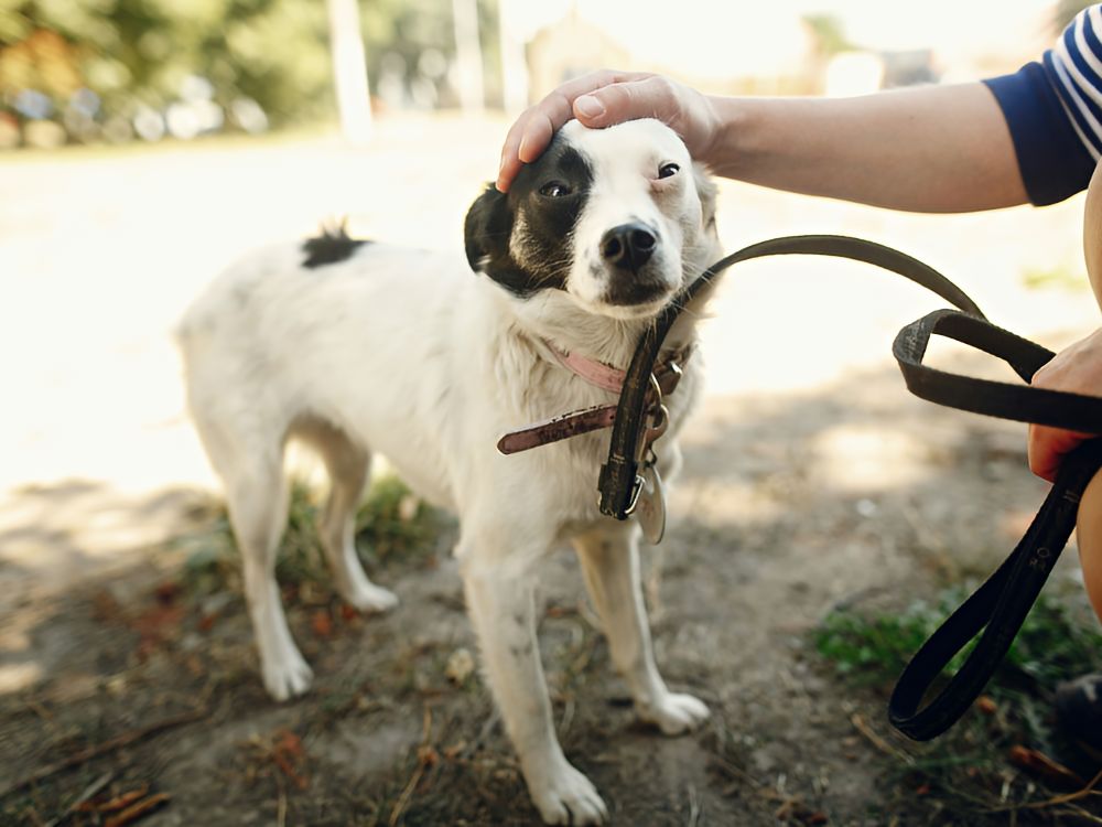 Small dog on a leash looking uncertain