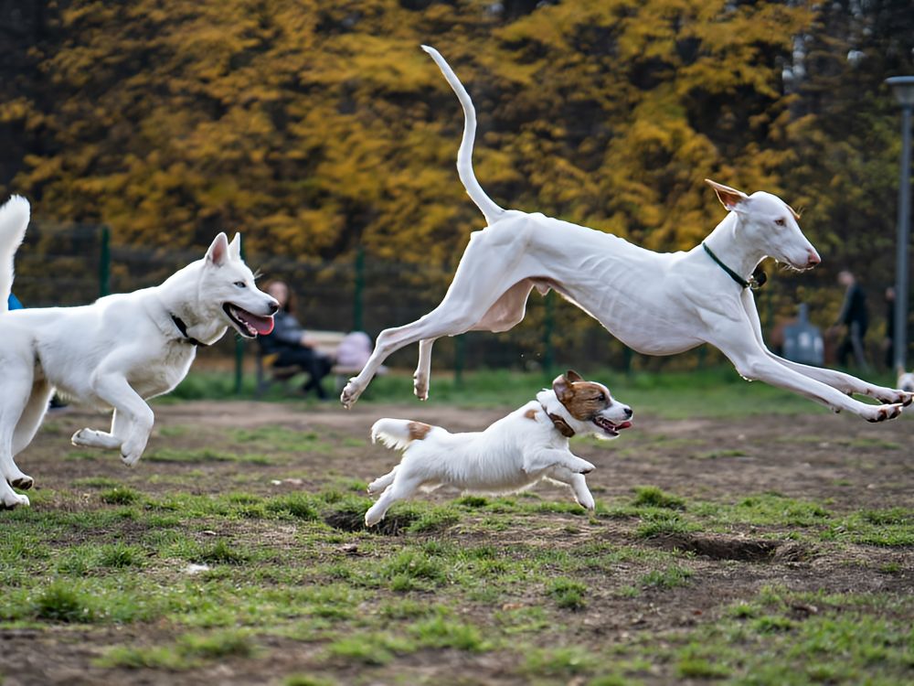 3 white dogs running together in a park