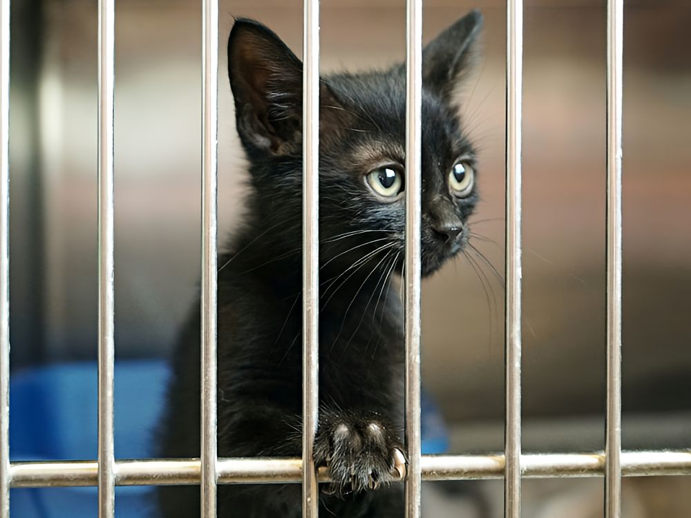 Black kitty cat looking through the bars of a shelter cage