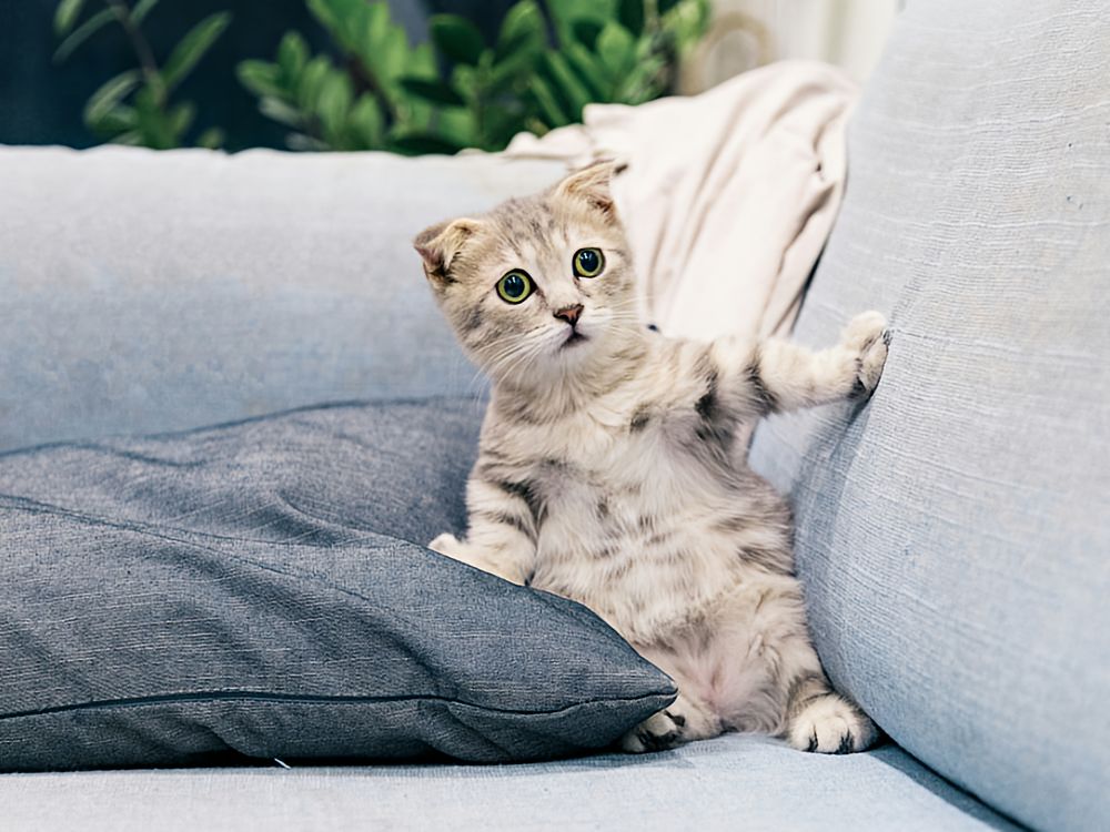 small kitty propped up between a pillow and the back of a couch in a awkward, but cute way