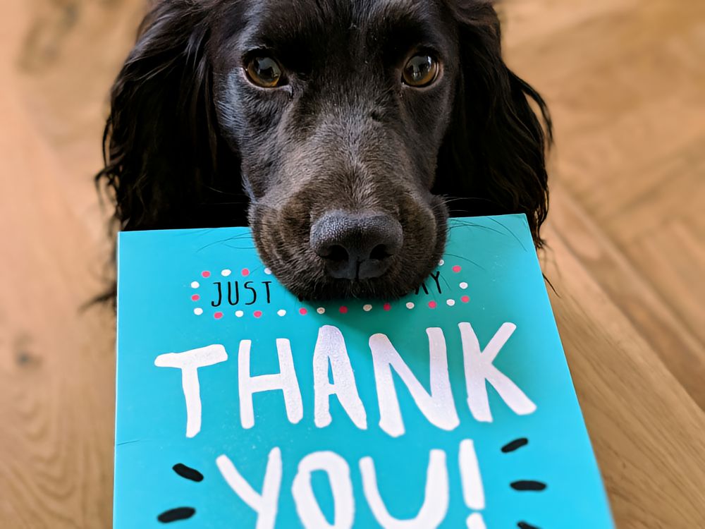 Dog looking at the camera holding a Thank You Card in his mouth