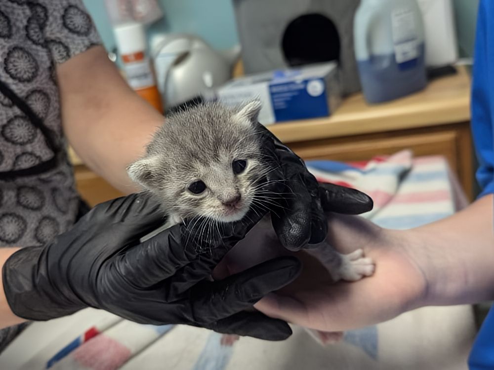 small stray kitten getting the veterinary care it needs