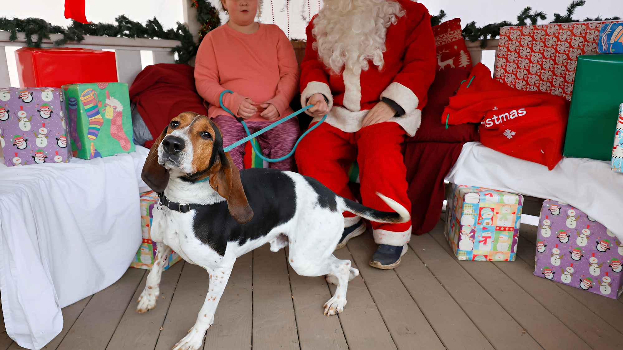 Shelter dog visits Santa