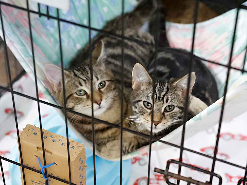 Two kitty cats waiting to be adopted