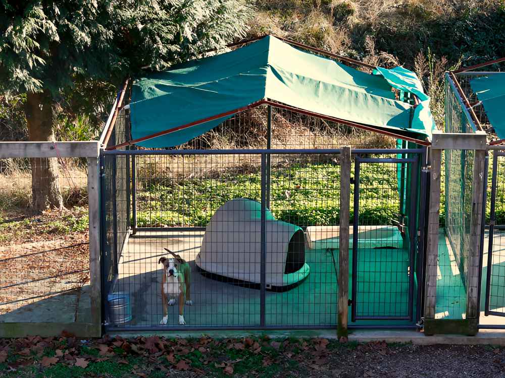 View of Nelson SPCA outside dog kennel