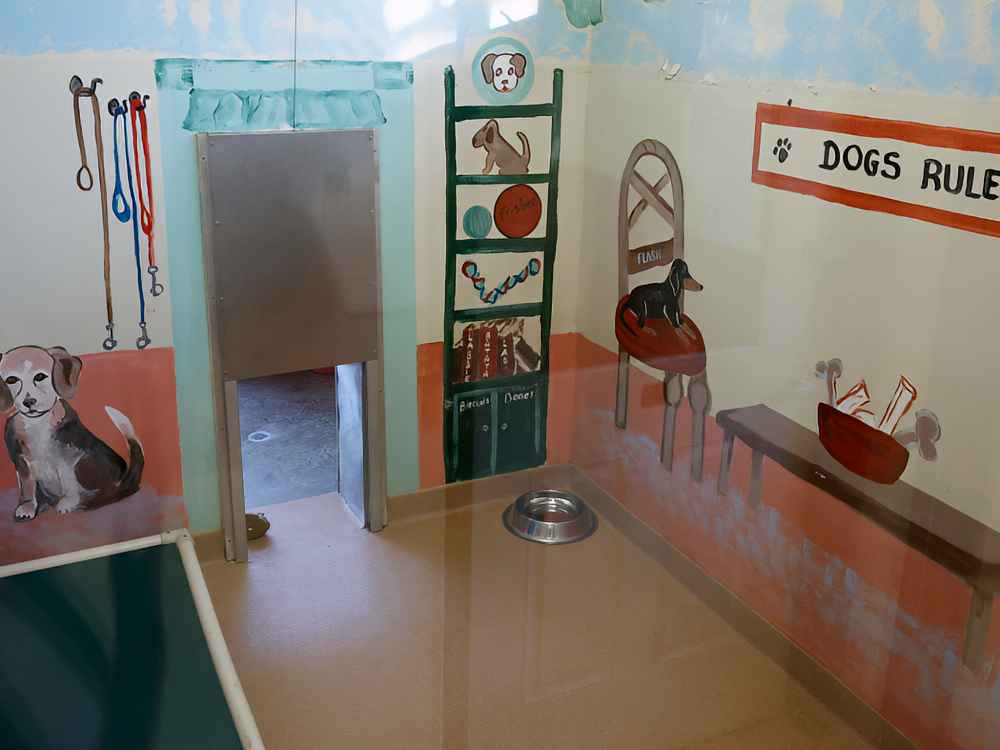 An example of a Nelson SPCA dog room